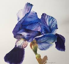 It can be a lot of fun especially if you are looking for drawing ideas for your next masterpiece. Blue Iris Flower Painting Watercolor Oil Paintings Of Roses And Flowers Dvds Online Videos Free Lessons
