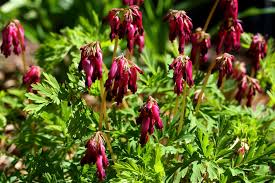 We did not find results for: Dicentra Eximia Bleeding Heart Fringed Bleeding Heart Wild Bleeding Heart North Carolina Extension Gardener Plant Toolbox