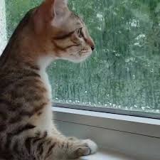 Merenung ke luar jendela melihat kebesarannya mensyukuri segala nikmat yang dikurniakan di dunia kau berikan ku kekuatan tuk berpegang pada jalan walau penuh dengan cabaran ku tahu ku adamu tuhan kerna kau yang satu yang setia bersama ku dikala ku jatuh ku bangkit kernamu ku tahu ku. Dkatz Houz Merenung Keluar Jendela Dkatzhouz