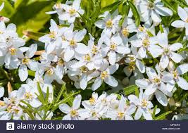 Miniature hedge formed by spreading branches display an interesting herringbone pattern on this little shrub. White Flowering Shrubs Uk Google Search White Flowering Shrubs Flowering Shrubs Winter Flowering Shrubs