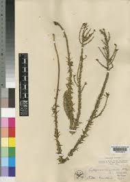 Image result for Wahlenbergia huttonii