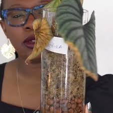 🌿✨ Introducing the crown jewel of my collection: the Philodendron Spiritus  Sancti. Often dubbed as the Holy Grail of Philodendrons! 🏆 ⠀⠀⠀⠀⠀⠀⠀⠀⠀ When  she first arrived, she was quite fragile, I thought