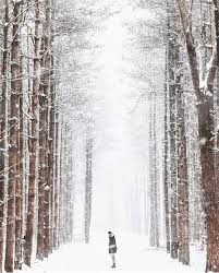 Walnut Woods Metro Park Is One Of The Must See Places In Ohio And Always Beautiful No Matter The Weather Walnut Wood Ohio The Buckeye State