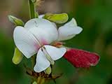 Image result for Tephrosia meisneri