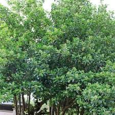 Image result for Coleus lasianthus