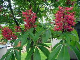 Tall, offering dappled shade for areas below. 39 Small Trees Under 30 Feet For A Small Yard Or Garden Dengarden