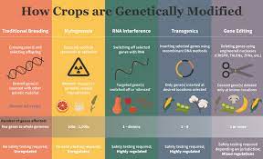 Of course, genetic modification needs to be used with great care, with regulations in place to ensure it's used safely and effectively. What Are Gmos Genetic Literacy Project