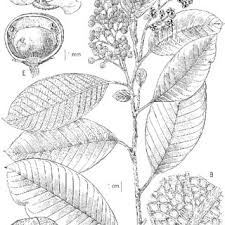 Image result for Tetracera boiviniana