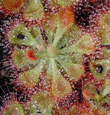 Drosera burmannii is found in northern and eastern australia, india, china, japan, and south east asia. Growing Drosera Burmannii And D Sessilifolia Icps