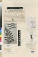 Image result for Amauropelta bergiana