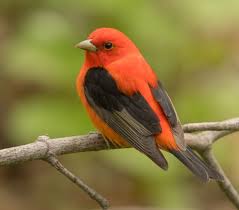 Ontario Bird Red Head Brown Body Pin On Aves