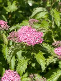 Image result for Spiraea bumalda