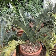 Image result for Encephalartos umbeluziensis