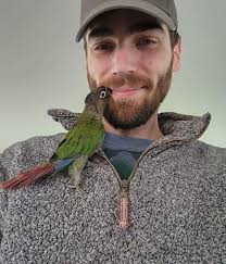 Green cheek conures for sale in Neosho Rapids KS