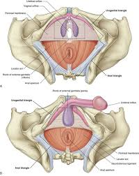 Choose from 500 different sets of flashcards about pelvis anatomy ligaments on quizlet. Pelvis And Perineum Basicmedical Key
