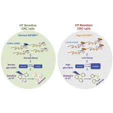 Dangjin borders incheon, pyeongtaek, and hwaseong by sea, and seosan, yesan, and asan by land. Blocking The Igf2bp1 Promoted Glucose Metabolism Of Colon Cancer Cells Via Direct De Stabilizing Mrna Of The Ldha Enhances Anticancer Effects Molecular Therapy Nucleic Acids