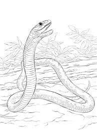 Apr 23, 2019 · western diamondback rattlesnake coloring page. Parentune Free Printable Ball Python Coloring Picture Assignment Sheets Pictures For Child