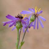 Image result for Felicia filifolia