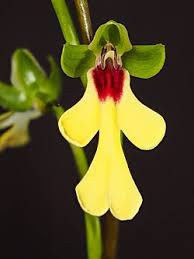 Image result for Cynorkis symoensii