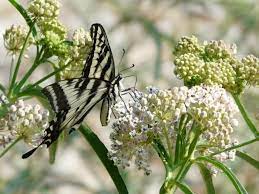 Maybe you would like to learn more about one of these? Drought Tolerant Plants For California Bay Area Garden