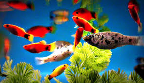 The Life Aquatic Jon Lander Copyright 2013 Pet Store Aquarium Fish I Find These Guys Hard To Photograph Because They Pet Store Aquarium Fish Fish Pet