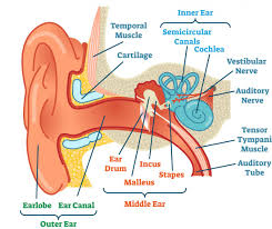 Middle Ear Diagram Reading Industrial Wiring Diagrams