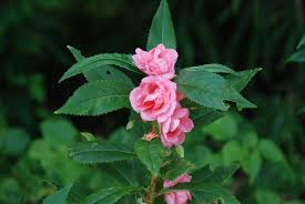 Image result for Balsaminaceae