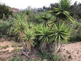 Image result for Yucca gigantea