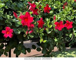 Image result for dipladenie sanderi obrázek