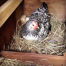 Choose to raise broody breeds this method is considered as one effective way to encourage the chicken to sit on the eggs. Complete Guide To Hatching Chicks With A Broody Hen Chickens And More