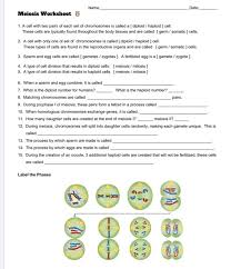Which of the following cells undergoes meiosis? Solved Name Date Meiosis Worksheet 1 A Cell With Two P Chegg Com