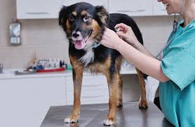 We have never felt pressured to buy treatment or extras that were not needed. Veterinarian In Nesconset Vet Near You Best Friends Veterinary Care