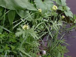 Image result for Erucastrum