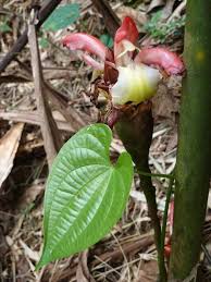 Image result for Aframomum angustifolium