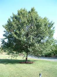 Image result for Ulmus parvifolia