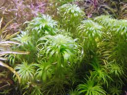 Image result for Syngonanthus