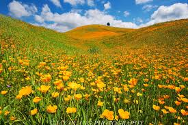 Maybe you would like to learn more about one of these? Field Of Yellow Petaled Flowers California Hd Wallpaper Wallpaper Flare