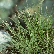 Image result for Eleocharis atropurpurea