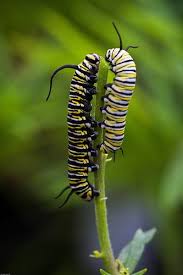 Black And Yellow Striped Caterpillar With White Hair Yellow And Black Striped Monarch Caterpillars Caterpillar Monarch Caterpillar Butterfly Pictures
