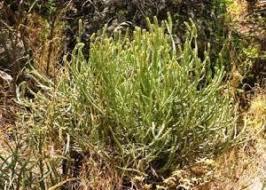 Image result for Boscia matabelensis