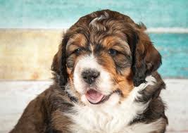 We did not find results for: Bernedoodle Dog Breed Information Facts Temperament Size All Things Dogs All Things Dogs