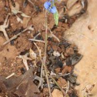 Image result for Commelina triangulispatha