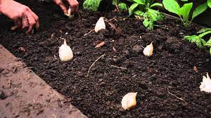 Youtube Planting Garlic When To Plant Garlic Growing Garlic