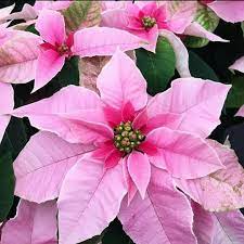 Christmas Classic Pretty In Pink Repost Flowersbydesignwindsor These Beauties Came In Yesterday 5 On Amazing Flowers Poinsettia Flower Poinsettia