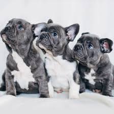 A french bulldog earned her doggie treats by chasing two bears from her california home. 1 French Bulldog Puppies For Sale In Los Angeles Uptown