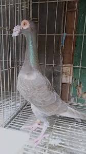 Carrier Pigeon Cut Out Stock Images & Pictures - Alamy