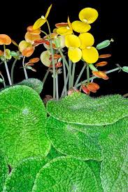 Image result for Begonia wollastonii
