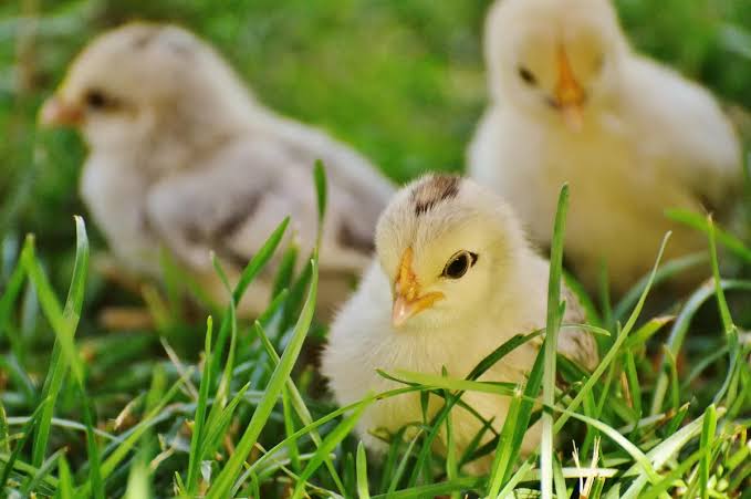 Memilih bibit ayam kampung unggul
