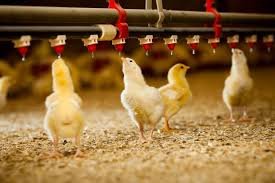 ***harga yang tercantum di tabel adalah harga referensi di tingkat produsen. Daftar Harga Ayam Broiler Hari Ini Maret 2021 Terbaru Farmbos Com