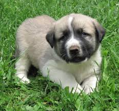 The anatolian pyrenees is not a purebred dog. Anatolian Shepherd Great Pyrenees Cross Make Great Livestock Guard Dogs Pethelpful